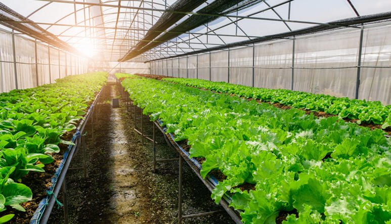 Diversified agriculture at Gahiza Farms