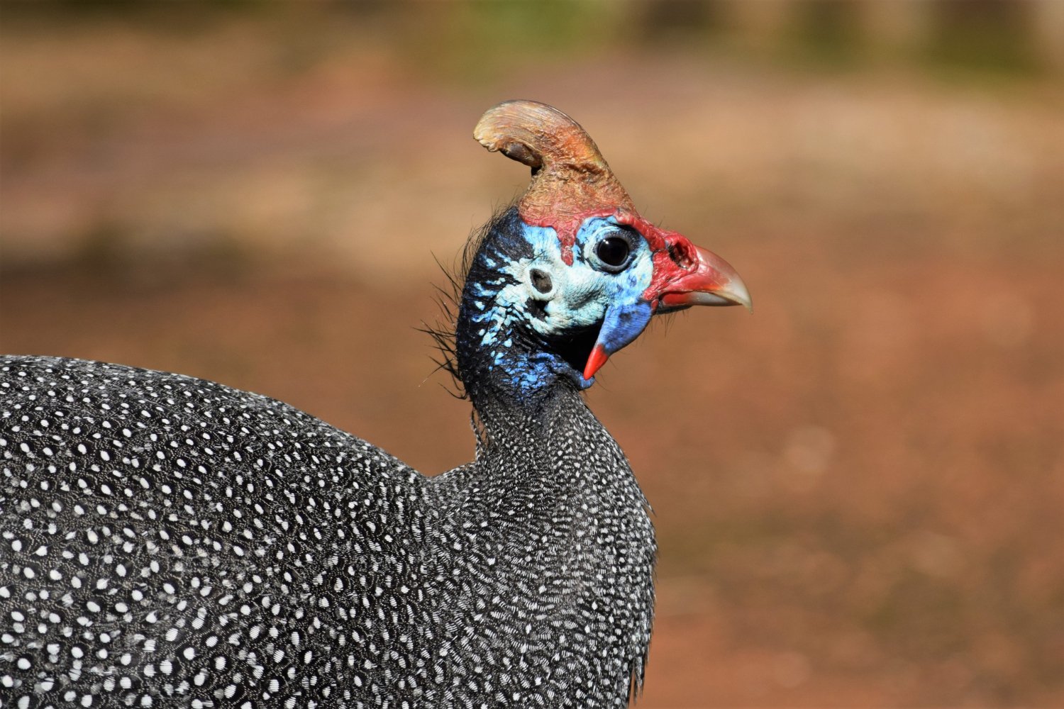 Guinea fowl farming at Gahiza Farms