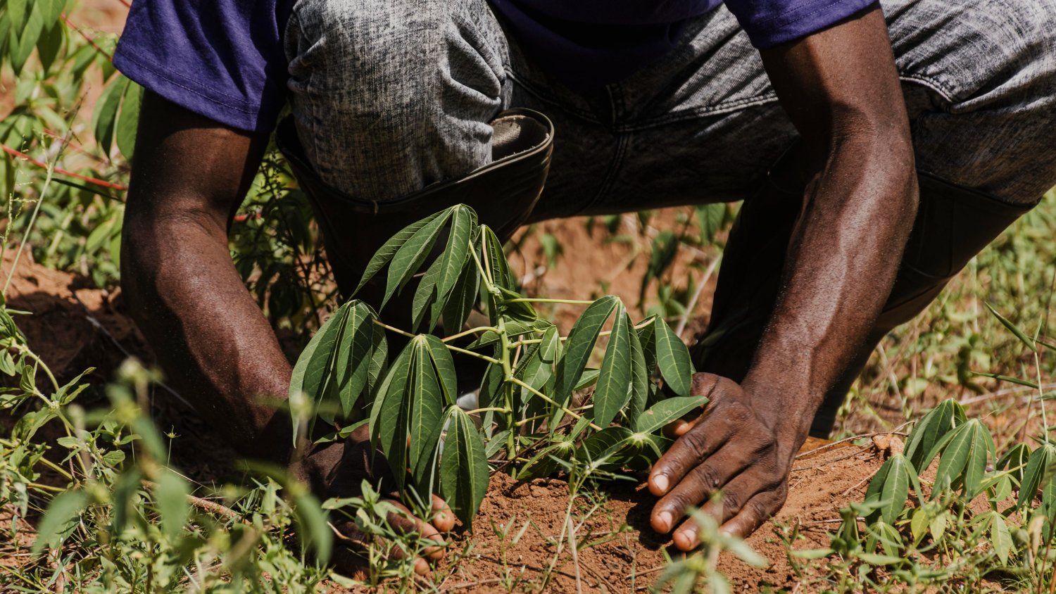 Gahiza Farms agriculture