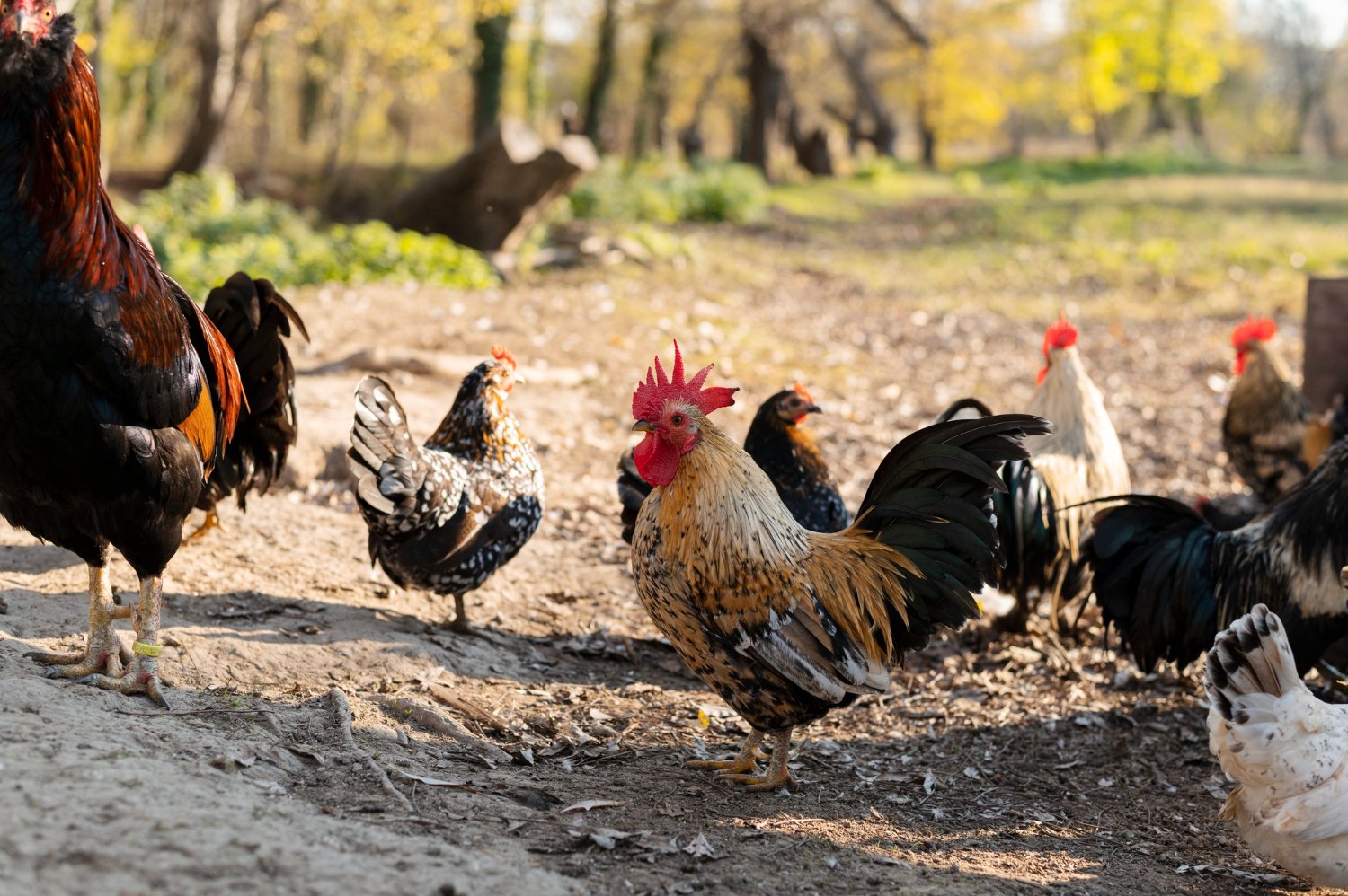 Country chickens at Gahiza Farms