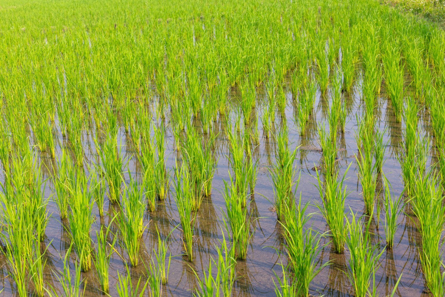 Rice farming at Gahiza Farms