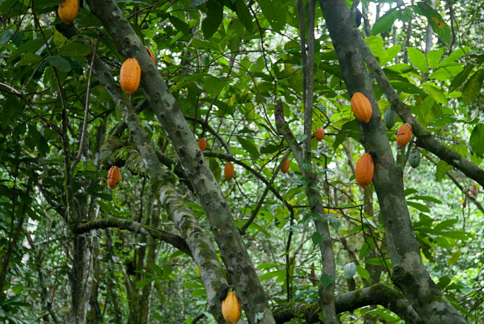 Cocoa farming at Gahiza Farms