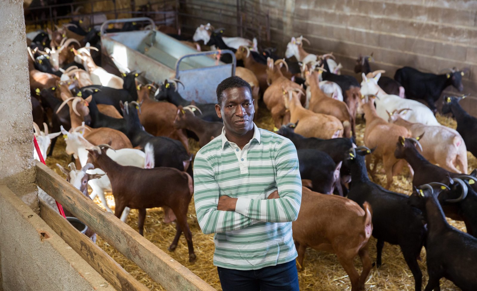 Portrait of confident successful African-American man engaged in goat breeding posing in goat barn