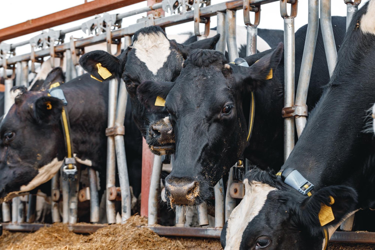 Cattle farming at Gahiza Farms