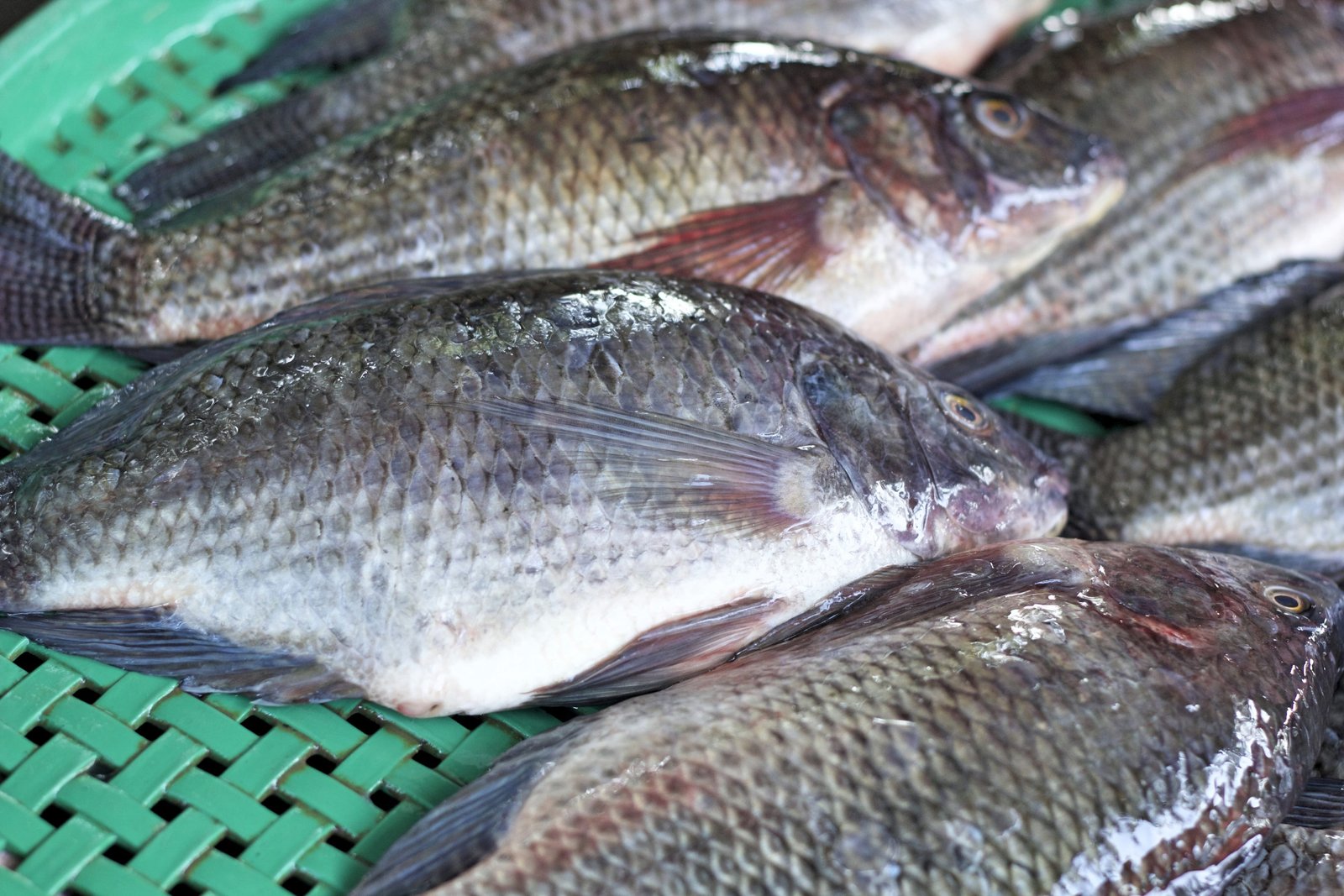 Aquaculture at Gahiza Farms