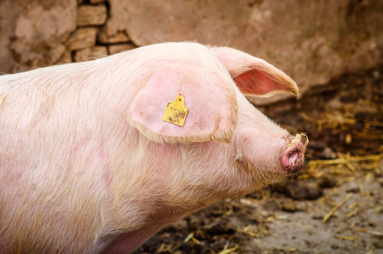 Pig farming at Gahiza Farms