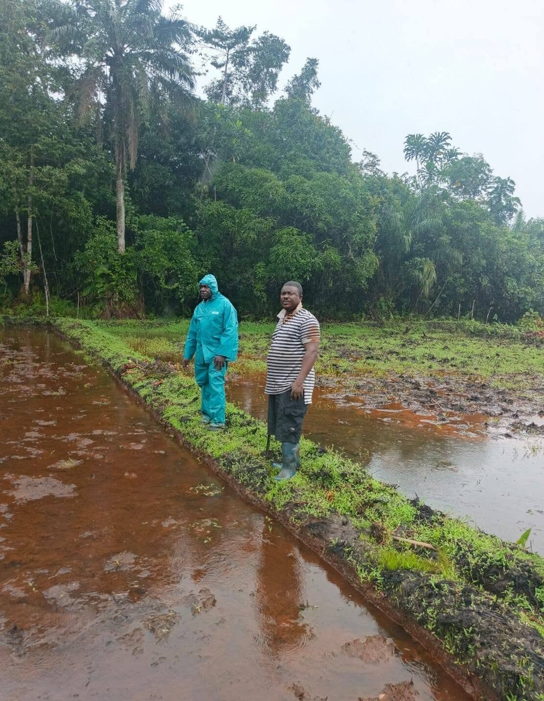 Rice farming at Gahiza Farms