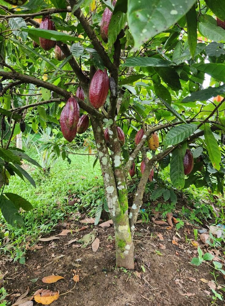 Sustainable agriculture at Gahiza Farms